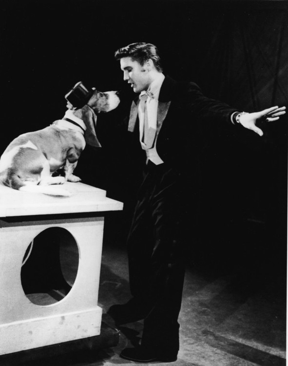 Елвіс Преслі співає "Hound Dog" на The Steve Allen Show 1956 року