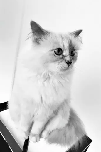 Виходить книжка найкращих фото Шупетт – кішки Карла Лагерфельда