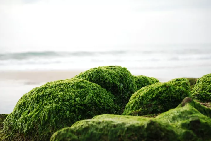 Зеленый мох на камнях у моря.