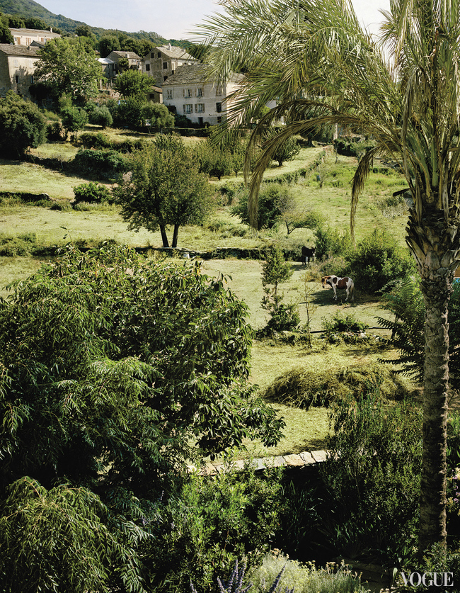 Египетская пальма посреди пышного сада, который создал ландшафтный дизайнер Арно Касас